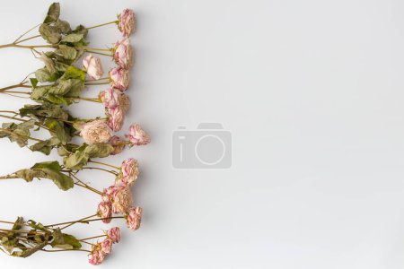Téléchargez les photos : Branches de roses séchées isolées sur fond blanc vue du dessus avec espace pour le texte. Le concept de solitude ou d'âge. Un amour malheureux. Une perte. Tristesse. - en image libre de droit