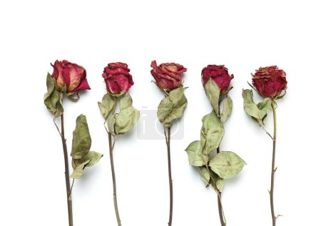 Foto de Rosas rosadas secas sobre un fondo blanco, vista superior, espacio para copiar. Las rosas muertas se acercan. El concepto de soledad, edad, tristeza, vejez, amor infeliz, pérdida. - Imagen libre de derechos