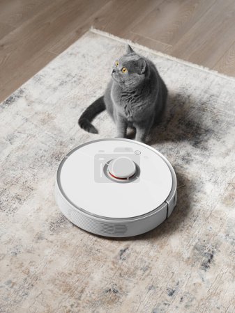 Foto de Gato británico cerca del robot aspirador en la sala de estar. El concepto de hogar inteligente, fácil limpieza diaria de la casa donde viven las mascotas. - Imagen libre de derechos