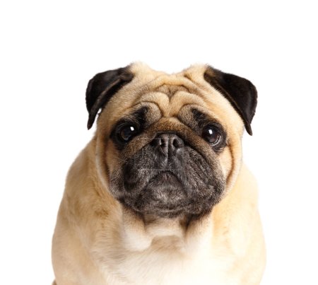 Photo for Portrait of a purebred friendly cute funny pug dog on a white background close-up. - Royalty Free Image