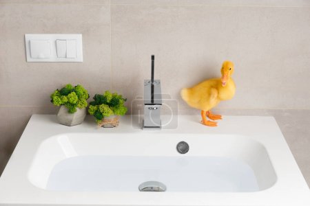 Photo for A lively cute funny little duckling stands on a white washbasin filled with water in the bathroom in the house and wants to take a bath. - Royalty Free Image
