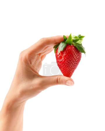 Foto de Fresa fresca madura grande en mano femenina aislada sobre fondo blanco. - Imagen libre de derechos