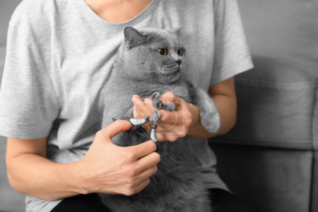 Foto de Corte de uñas de gato. El veterinario recorta las uñas de un gato de raza británica. Cuidado de mascotas. La chica corta las garras de un gato gris de cerca. Una herramienta para cortar las garras de los animales en las manos de un primer plano - Imagen libre de derechos