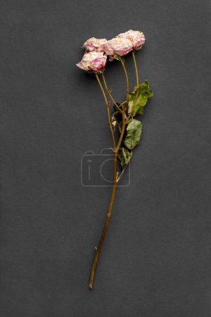 Téléchargez les photos : Branche de rose séchée sur fond noir, vue de dessus. Le concept de solitude ou d'âge. Un amour malheureux. Une perte. Tristesse. - en image libre de droit