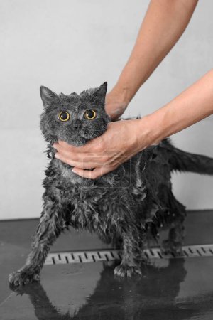 Photo for Funny wet British cat in the shower, cat bathing, pet hygiene, care, grooming, bathing process - Royalty Free Image
