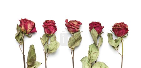 Téléchargez les photos : Roses roses sèches sur fond blanc, vue de dessus, espace de copie. Les roses mortes se rapprochent. Le concept de solitude, âge, tristesse, vieillesse, amour malheureux, perte. - en image libre de droit