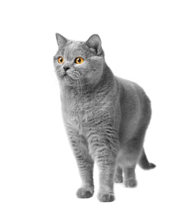 Foto de Gato azul británico con grandes ojos anaranjados sobre un fondo blanco. Pura raza gato gris en blanco aislado. - Imagen libre de derechos