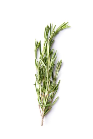 Photo for Branch of fresh green rosemary isolated on white background. Fragrant herbs and spices, medicinal herbs. A sprig of rosemary. - Royalty Free Image
