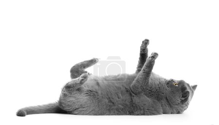Téléchargez les photos : Drôle ludique gras britannique chat se trouve sur son dos, levant ses pattes vers le haut, isolé sur un fond blanc. Obésité chez le chat - en image libre de droit
