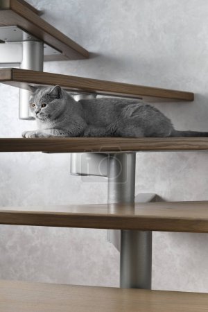 Téléchargez les photos : British chat à poil court bleu se trouve sur les marches en bois de l'escalier dans la maison et regarde vers l'avant avec de grands yeux orange. Un chat domestique gris se repose sur les escaliers. - en image libre de droit