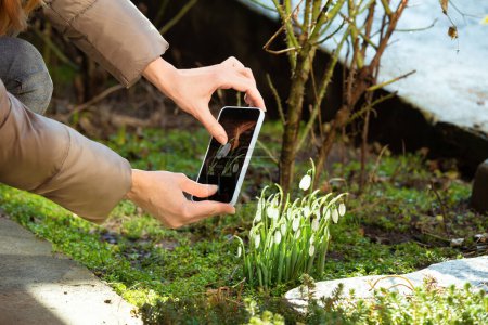 Photo for A girl photographs blooming snowdrops on a mobile phone in the spring outdoors. Women's hands take a picture of snowdrops on the phone. - Royalty Free Image