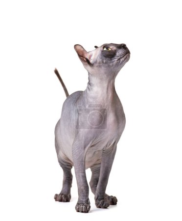 Foto de Divertido gato juguetón de la Esfinge Don raza con grandes ojos verdes y orejas de elfo sobre un fondo blanco, gato calvo, primer plano. - Imagen libre de derechos