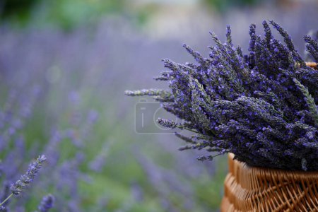 Téléchargez les photos : Large bouquets of lavender in a wicker basket on a lavender field - en image libre de droit
