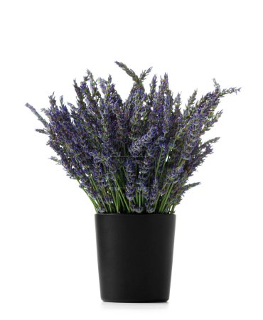 Téléchargez les photos : Bouquet de fleurs de lavande dans un vase noir sur fond blanc - en image libre de droit