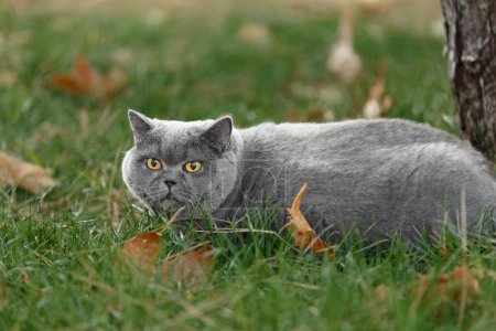 Photo for A fat British cat lies on green grass with fallen leaves in the park. Obese Scottish gray cat resting on the lawn outdoors. - Royalty Free Image
