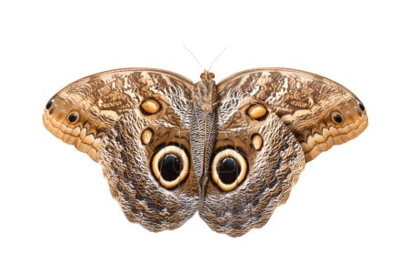 Téléchargez les photos : Hibou papillon, grand papillon Caligo idomeneus sur fond blanc, vue de dessus. - en image libre de droit