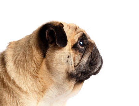Foto de Retrato en perfil de un perrito de pura raza lindo y divertido sobre un fondo blanco. - Imagen libre de derechos