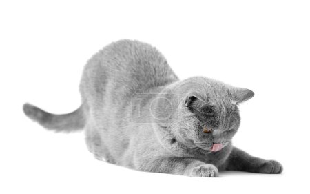 Foto de Gato azul británico juguetón y activo lamiéndose los labios, aislado sobre un fondo blanco. Anuncio de comida para gatos, pancarta. - Imagen libre de derechos