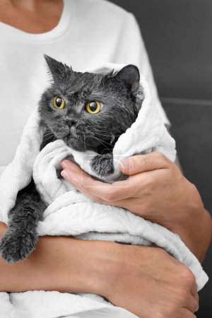 Photo for Funny wet British cat is wrapped in a white towel, the girl is holding a domestic cat after bathing, pet hygiene - Royalty Free Image