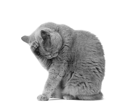 Photo for British cat with large orange eyes washes itself while sitting on a white background. Clean cat, pet hygiene, cat care. Symbol of feline purity on isolation. - Royalty Free Image