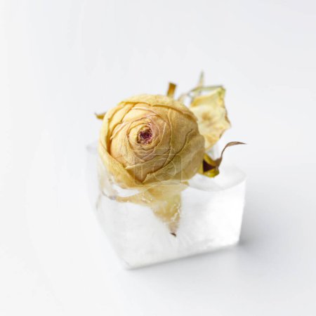 Téléchargez les photos : Composition conceptuelle d'un bouton de rose dans un glaçon, une fleur de rose dans la glace, isolé sur un fond blanc, gros plan. - en image libre de droit