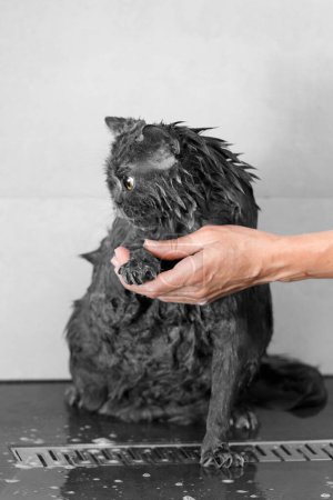 Téléchargez les photos : Humour humide chat britannique sous la douche, bain de chat, hygiène des animaux de compagnie, soins, toilettage, processus de bain - en image libre de droit