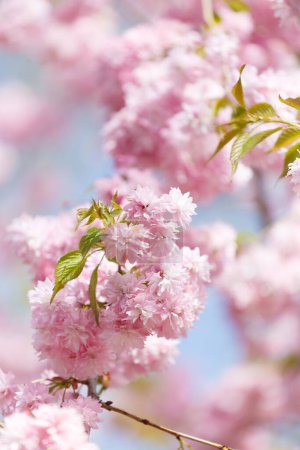 Photo for Lush branches of a blossoming sakura tree, pink double flowers of Japanese cherry. Spring floral background. Blooming tree. Sakura branches are densely strewn with flowers. - Royalty Free Image
