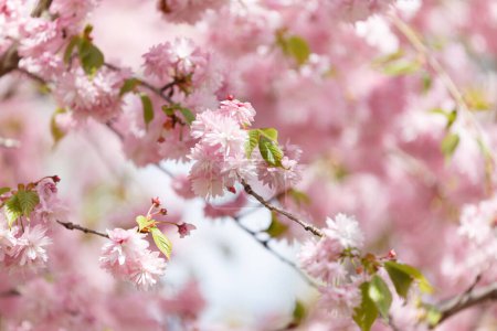 Photo for Lush branches of a blossoming sakura tree, pink double flowers of Japanese cherry. Spring floral background. Blooming tree. Sakura branches are densely strewn with flowers. - Royalty Free Image