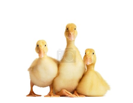 Photo for Cute ducklings on a white background. Three little curious ducklings in funny poses look at the camera on white isolated. Domestic bird. - Royalty Free Image