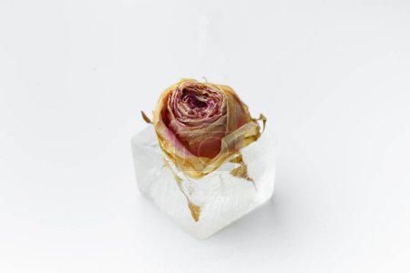 Téléchargez les photos : Composition conceptuelle d'un bouton de rose dans un glaçon, une fleur de rose dans la glace, isolé sur un fond blanc, gros plan. - en image libre de droit