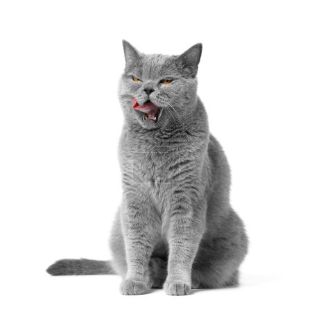 Photo for British shorthair cat with orange eyes sits on a white background and licks its lips. Advertisement for cat food. - Royalty Free Image