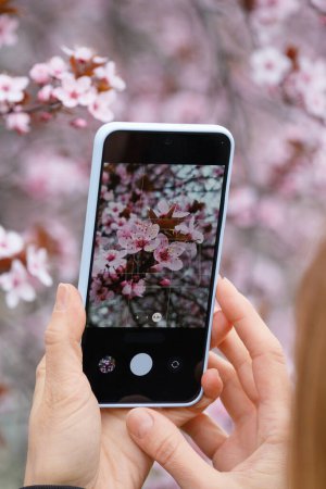 Photo for The hands of a photographer girl take pictures of a flowering decorative plum tree on her phone. Smartphone in hands against the background of a flowering tree, close-up of pink flowers on the screen - Royalty Free Image