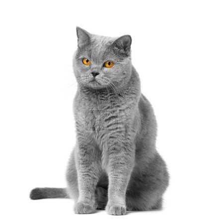 Photo for British shorthair cat with orange eyes sits on a white background and looks at the camera. Playful cat isolated. - Royalty Free Image