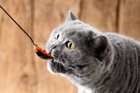 Foto de Un gato británico gris está feliz de comer caviar de salmón rojo de una cuchara negra sobre un fondo de madera. Comida para mascotas. El gato come mariscos.. - Imagen libre de derechos