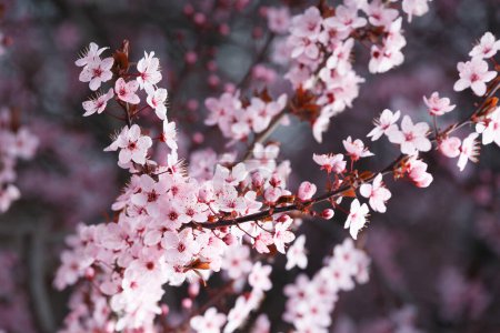 Branches de prune Pissardi ornementale fleurie parsemées de fleurs roses. Fond floral printanier. Gros plan sur la prune en fleurs. Prune cerise rouge et noire.