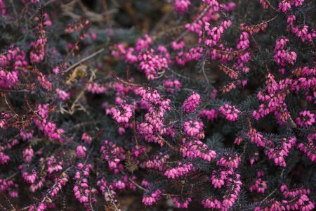 Photo for Evergreen heather blooming in winter. Erica herbaceous. Evergreen bush with purple flowers. Floral natural background. - Royalty Free Image