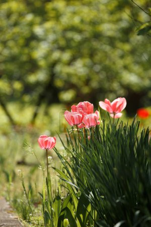 Foto de Tulipanes rosados florecientes en el sol en el parque sobre un fondo verde borroso, flores de primavera. Flores de tulipán brillantes. - Imagen libre de derechos