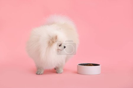 Foto de Retrato de un lindo cachorro de pomerania esponjosa. Un perro spitz está cerca de un tazón de comida sobre un fondo rosa con un lugar para una prueba. - Imagen libre de derechos