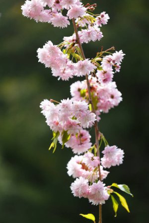 Lush branches of a blossoming sakura tree, pink double flowers of Japanese cherry. Spring floral background. Blooming tree. Sakura branches are densely strewn with flowers.