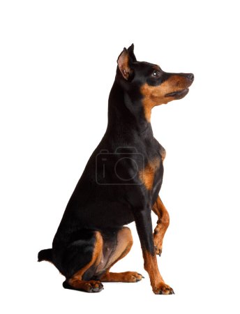 Photo for A friendly purebred Miniature Pinscher with cropped ears and tail sits on a white background with his paw raised. mini doberman, zwergpinscher - Royalty Free Image