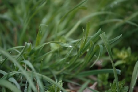 Foto de Hierba verde fresca con gotas de agua de cerca, hierba verde con gota de rocío después de una lluvia - Imagen libre de derechos