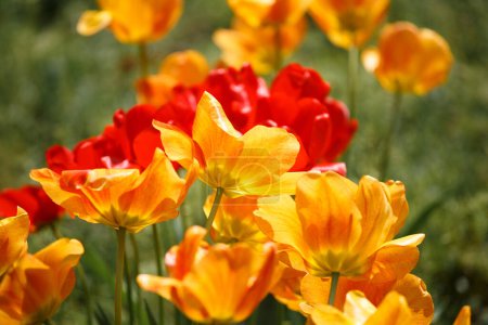 Téléchargez les photos : Fleur de tulipes rouges et jaunes au soleil dans le parc sur un fond vert flou, fleurs printanières. Fleurs de tulipes multicolores lumineuses. - en image libre de droit