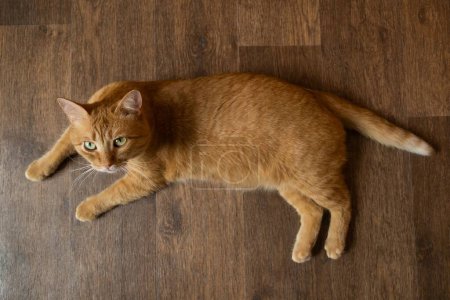 Téléchargez les photos : Chat rouge tabby couché sur le sol stratifié. Mignon chat aux yeux verts. Vue du dessus. - en image libre de droit