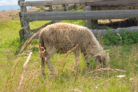 Téléchargez les photos : Un mouton affamé marche et mange de l'herbe sur un champ fleuri sur une ferme. Pâturage de moutons à fourrure dans une prairie écologiquement durable. - en image libre de droit