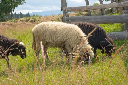 Photo for Some white and black sheeps are eating lush grass on animal farm. Copy space. Up view. - Royalty Free Image