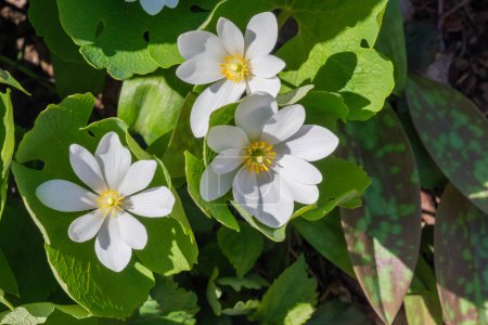 Bloodroot (sanguinaria canadensis) on Mont-Royal mount in Montreal