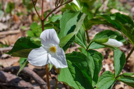 Téléchargez les photos : Grand trillium blanc (trillium grandiflorum) au printemps sur le mont Mont-Royal à Montréal - en image libre de droit