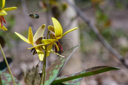 Lirio de trucha amarilla (Erythronium americanum) en primavera en el monte Mont-Royal en Montreal