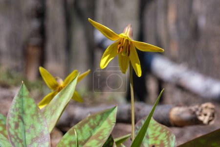 Lirio de trucha amarilla (Erythronium americanum) en primavera en el monte Mont-Royal en Montreal
