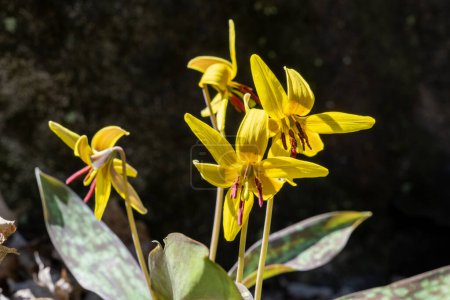 Gelbe Forellenlilie (Erythronium americanum) im Frühling auf dem Mont-Royal-Berg in Montreal